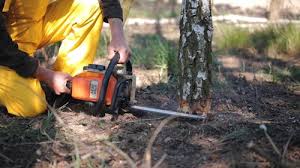 Best Tree Preservation Services  in Hoboken, NJ
