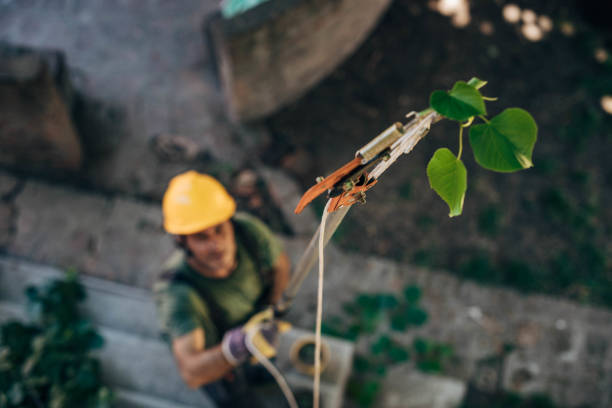 Best Palm Tree Trimming  in Hoboken, NJ