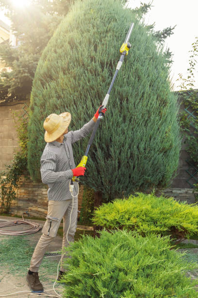 Best Emergency Tree Removal  in Hoboken, NJ